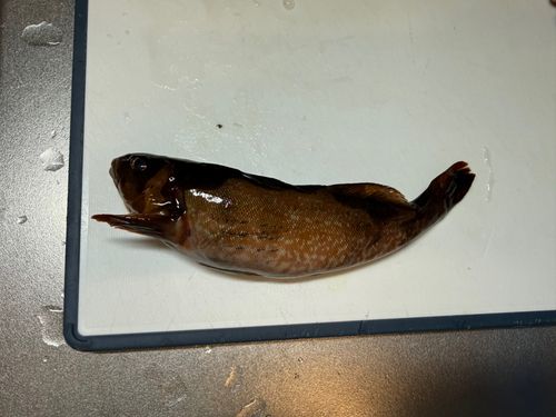 アイナメの釣果