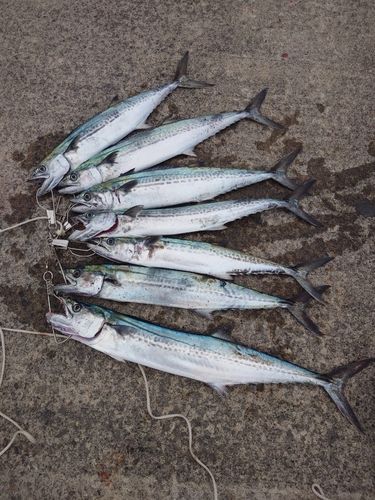 サゴシの釣果