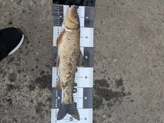 コイの釣果