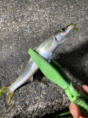 カマスの釣果