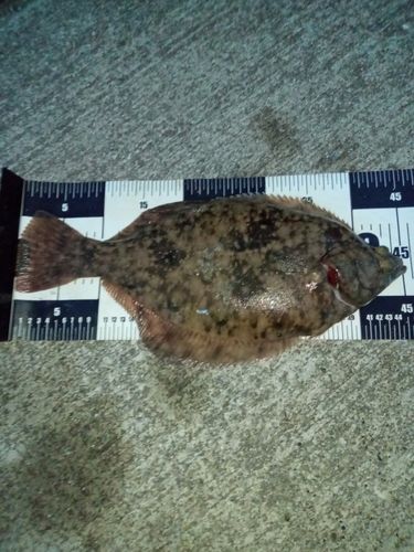 マコガレイの釣果