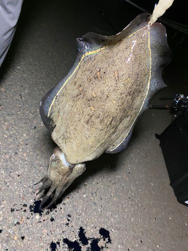 コウイカの釣果