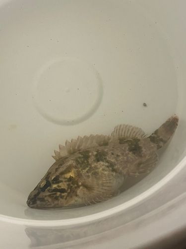 タケノコメバルの釣果