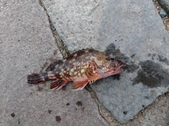 カサゴの釣果
