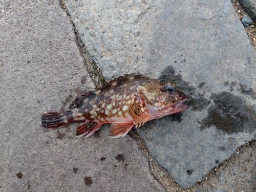 カサゴの釣果