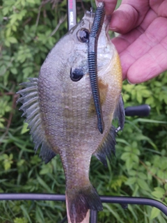 ブルーギルの釣果