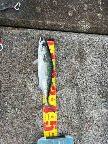 サバの釣果