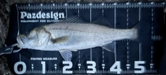フッコ（マルスズキ）の釣果