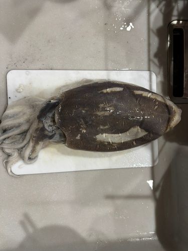 モンゴウイカの釣果