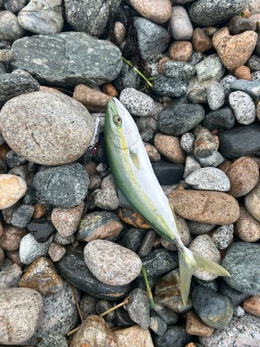 フクラギの釣果