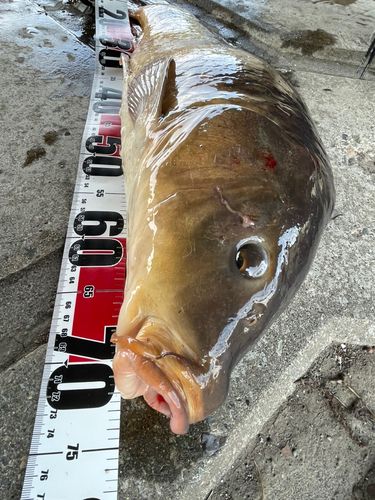 コイの釣果