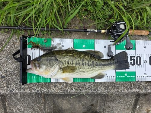 ブラックバスの釣果