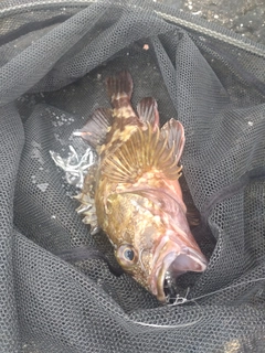 アラカブの釣果