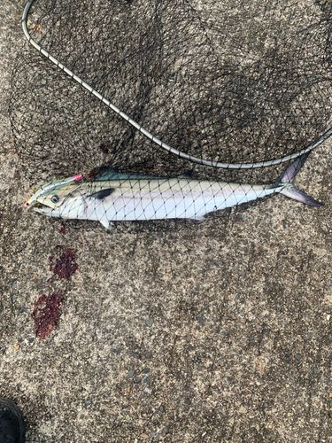 サゴシの釣果