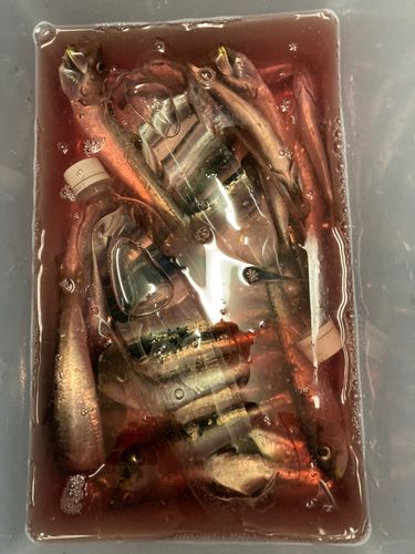 マイワシの釣果