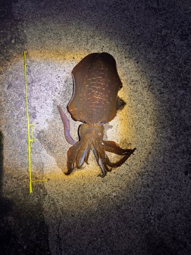 アオリイカの釣果