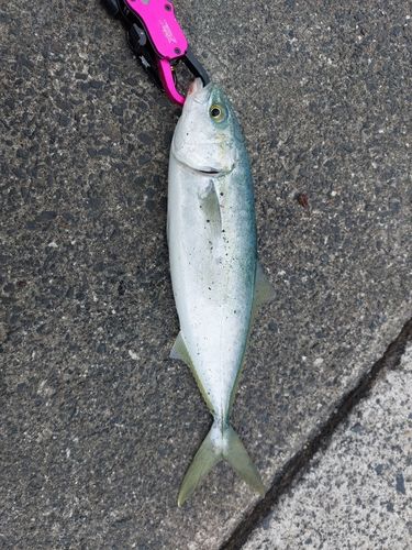ツバスの釣果