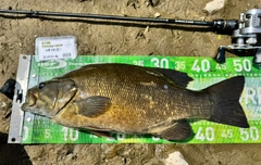 スモールマウスバスの釣果