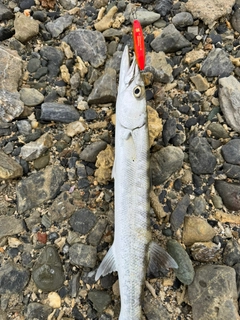 オニカマスの釣果