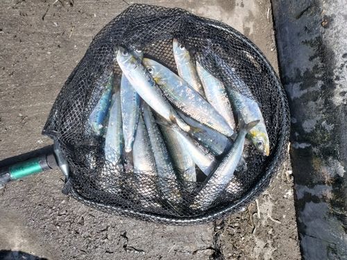 イワシの釣果