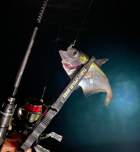 ハタンポの釣果