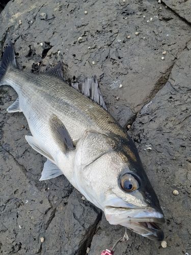 スズキの釣果