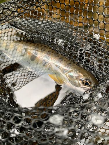 ヤマメの釣果