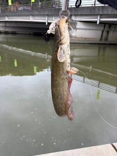 ナマズの釣果