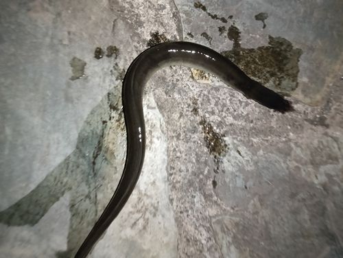 ニホンウナギの釣果