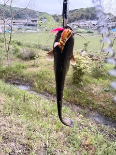 ナマズの釣果