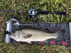 ラージマウスバスの釣果