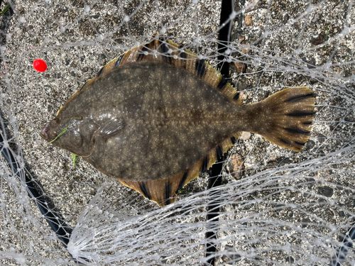 ヌマガレイの釣果