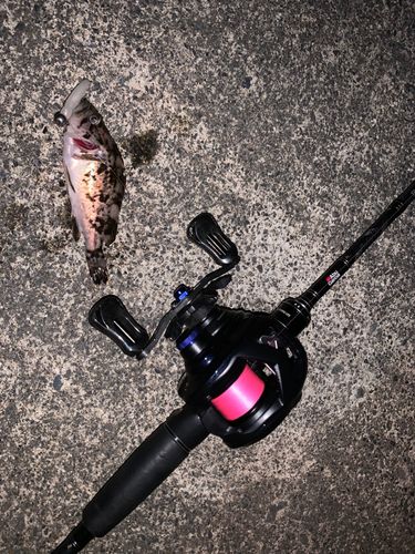 クロソイの釣果