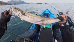 サゴシの釣果
