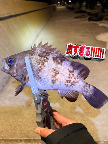 シロメバルの釣果