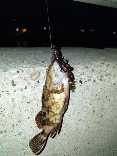 カサゴの釣果