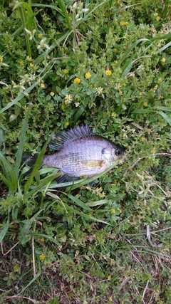 ブルーギルの釣果