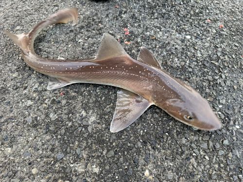 ホシザメの釣果