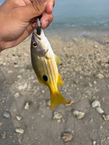 ヤマトビーの釣果