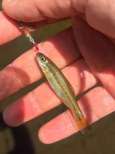 アブラハヤの釣果