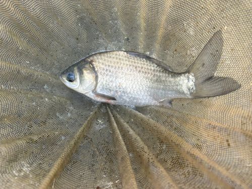 ヘラブナの釣果