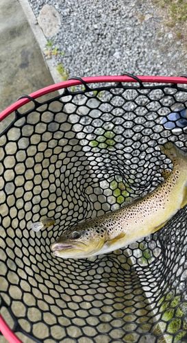 ブラウントラウトの釣果