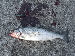 サクラマスの釣果