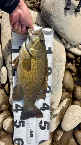 スモールマウスバスの釣果