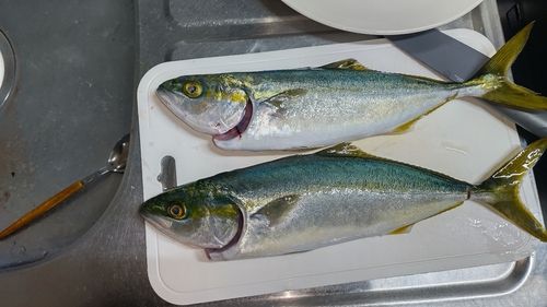 ツバスの釣果