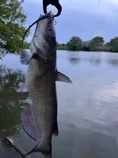 アメリカナマズの釣果