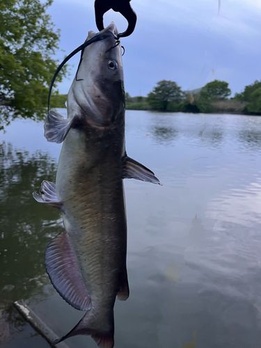 アメリカナマズの釣果