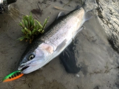 ニジマスの釣果