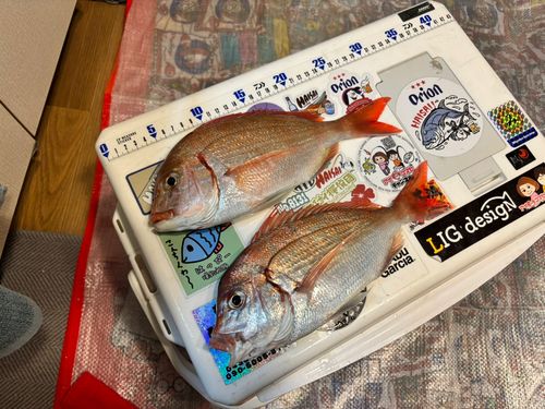 ハナダイの釣果