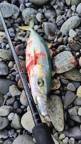 ワカシの釣果